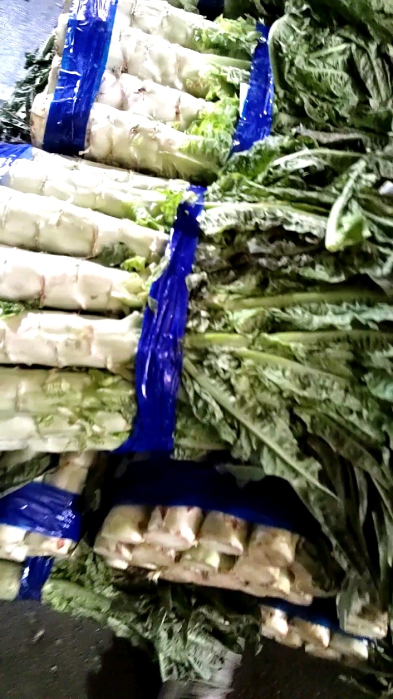 莴苣新鲜到货，一块二一斤！