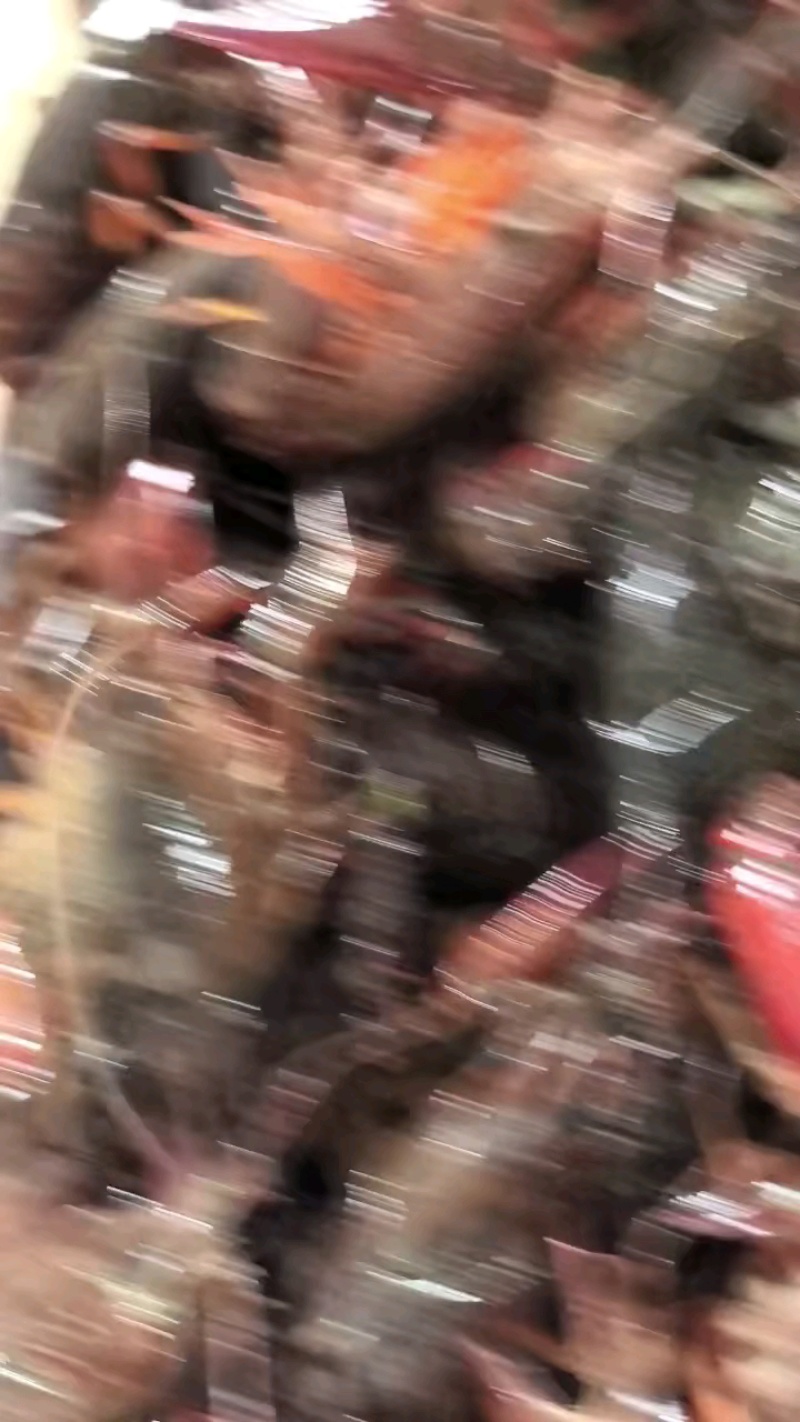 湖北潜江清水【小龙虾】456钱中青一件代批，产地直销