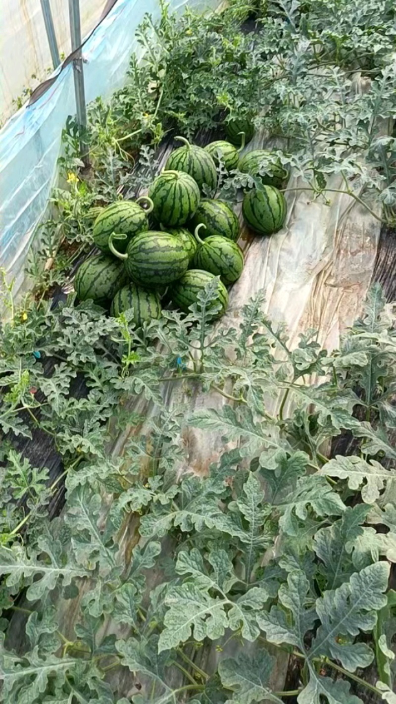 小糖丸西瓜砀山产区直发保质保量供货对接全国