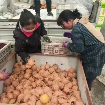 带袋秋月梨，个大价优，货源充足！