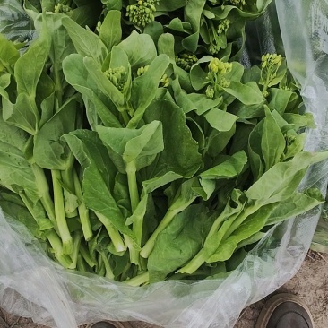 白菜苔白菜芯湖北白菜原产地供应保质保量支持视频