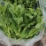 白菜苔白菜芯湖北白菜原产地供应保质保量支持视频