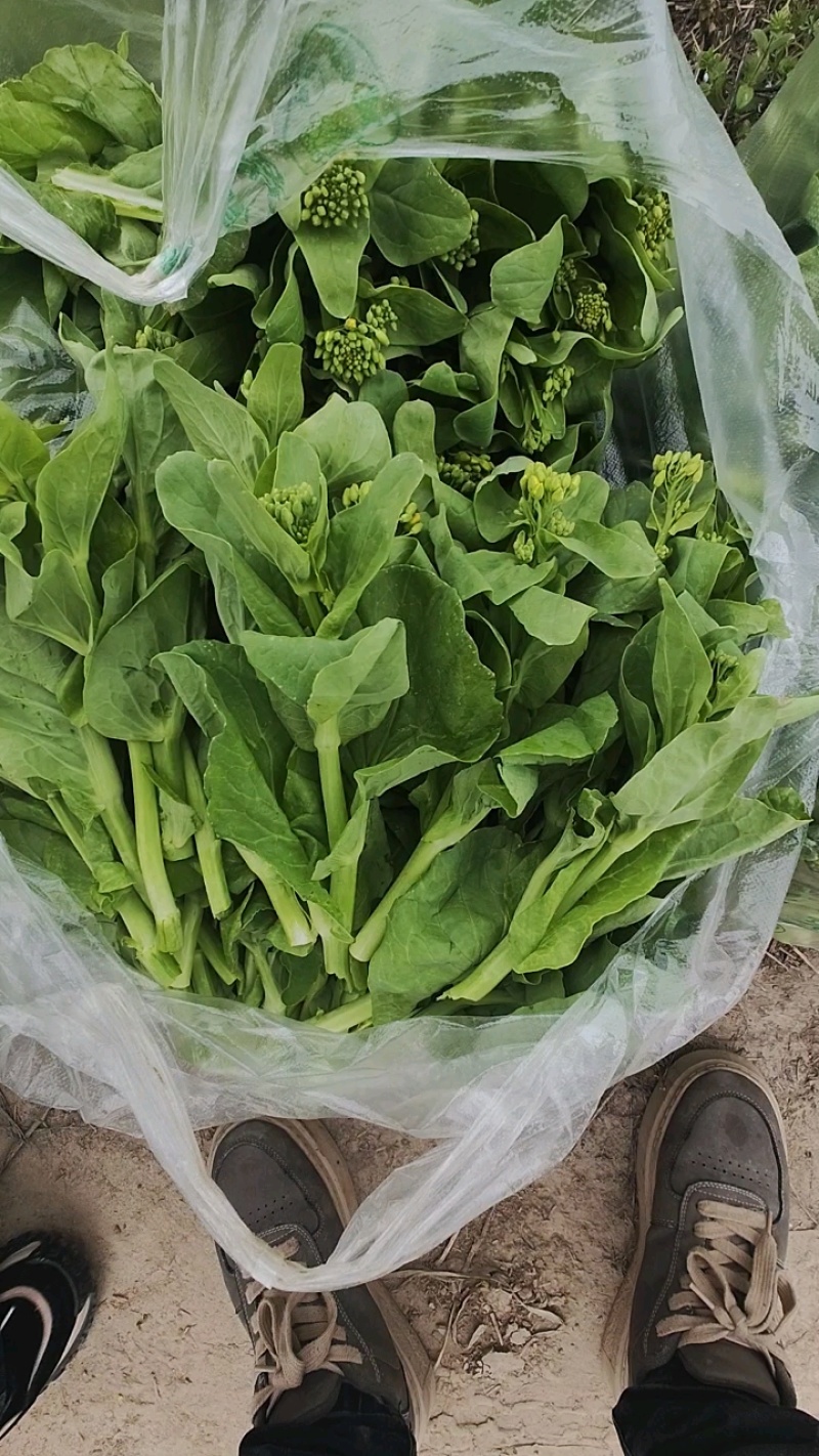 白菜苔白菜芯湖北白菜原产地供应保质保量支持视频