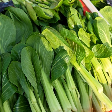 上海青苔【精品青苔】油菜苔产地大量供应欢迎电话咨询