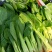 上海青苔【精品青苔】油菜苔产地大量供应欢迎电话咨询
