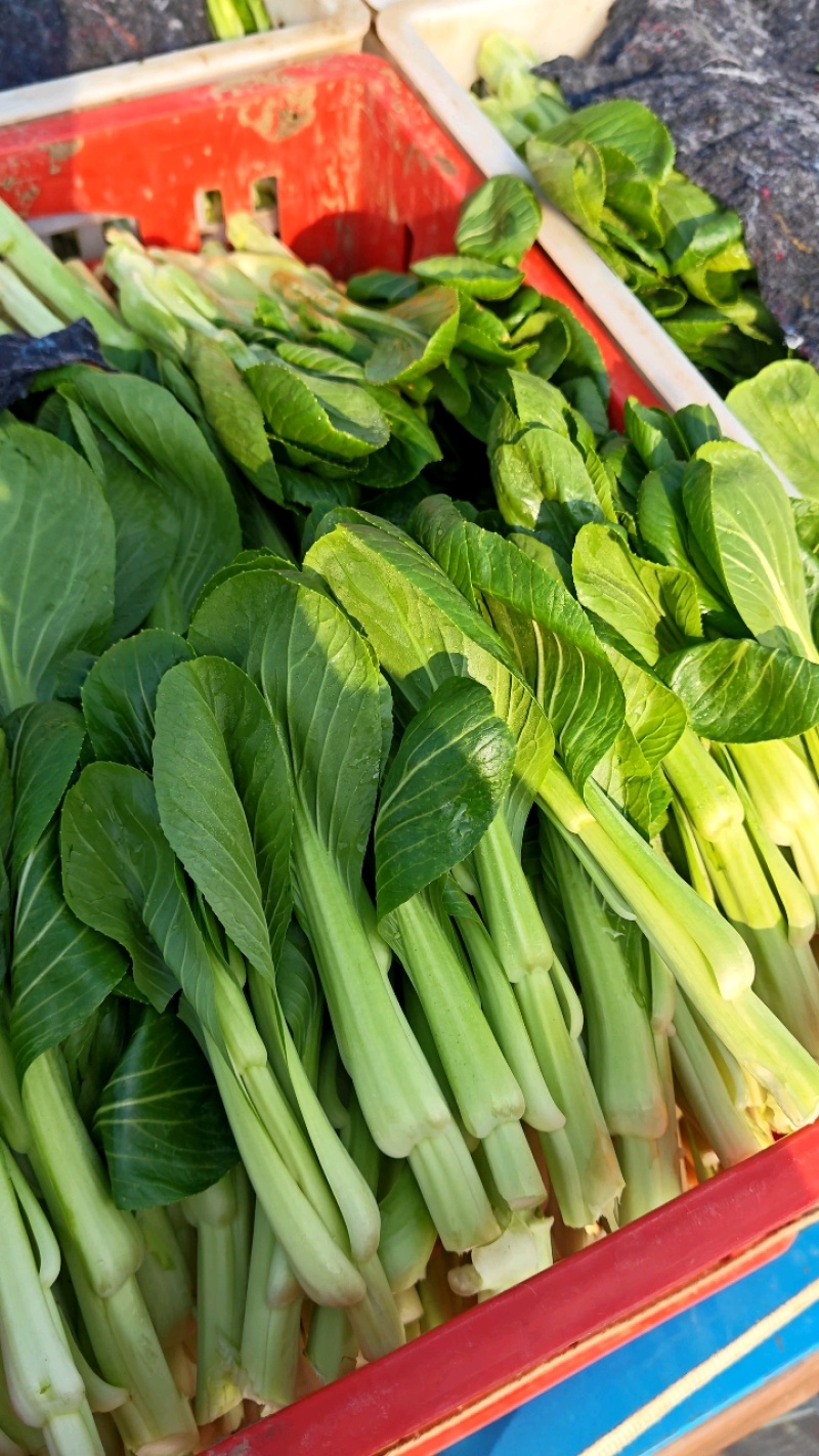 上海青苔【精品青苔】油菜苔产地大量供应欢迎电话咨询