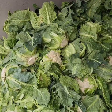 白花实花菜产地大量供应价格优惠欢迎实地考察汉中洋县菜