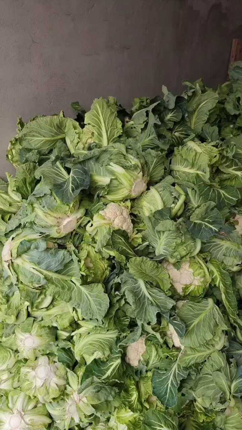 白花实花菜产地大量供应价格优惠欢迎实地考察汉中洋县菜