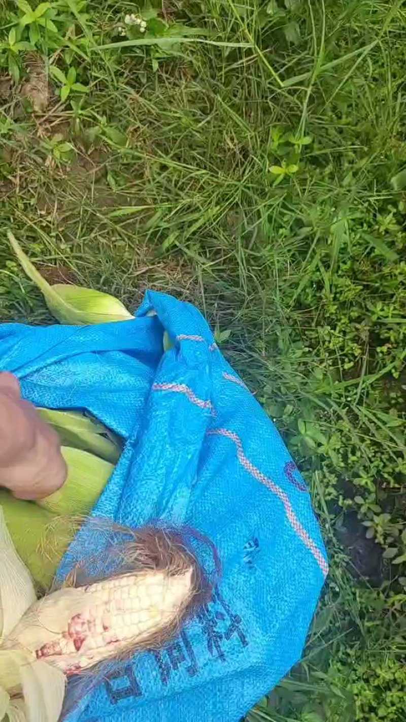 水果玉米糯玉米，黄心白心原产地一手货源香甜软糯！