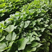 【实力】玛莎莉红薯苗/货源充足量大从优质量保证欢迎咨询