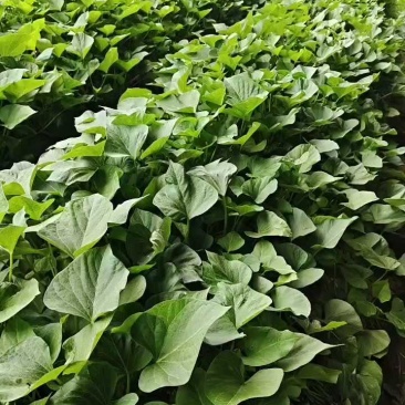 【实力】玛莎莉红薯苗/货源充足量大从优质量保证欢迎咨询