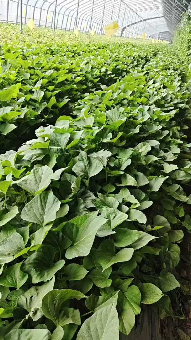 【实力】玛莎莉红薯苗/货源充足量大从优质量保证欢迎咨询