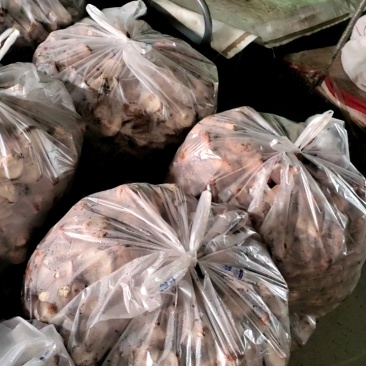 鲜香菇大量有货可对接电商平台发全国
