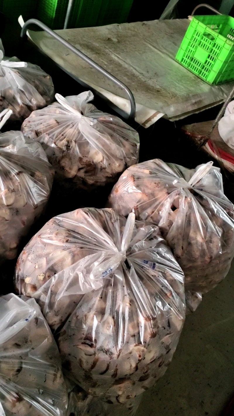 鲜香菇大量有货可对接电商平台发全国