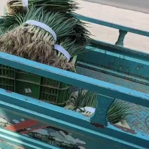小葱大量上市