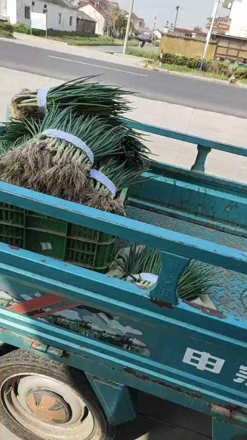 小葱大量上市