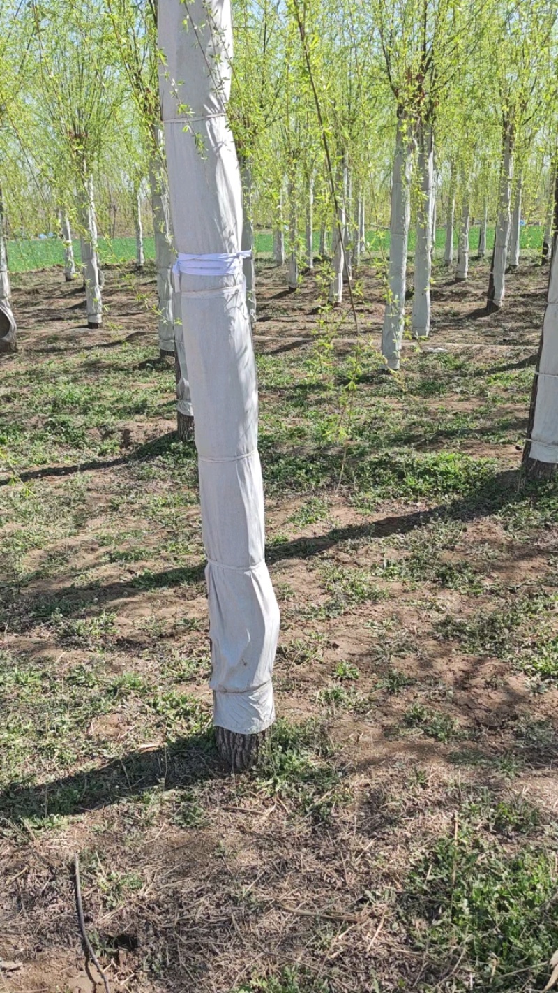 垂柳嫁接垂柳苗圃直供大量有货可对接工程绿化，开发商等