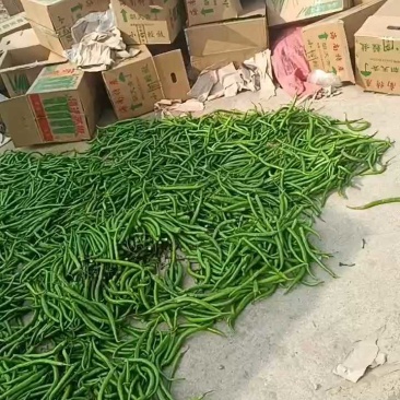 山东鲜辣椒，薄皮椒产地直发可代收代发一条龙服务欢迎订购