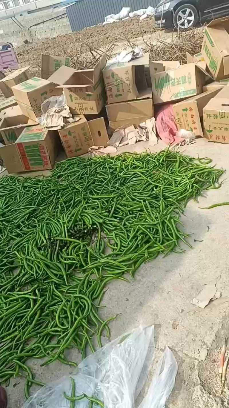 山东鲜辣椒，薄皮椒产地直发可代收代发一条龙服务欢迎订购