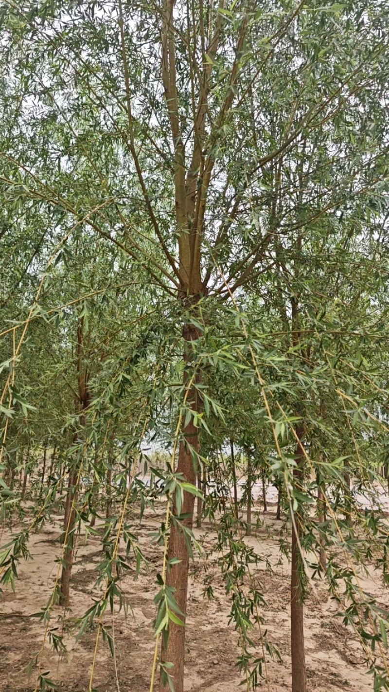 金丝垂柳基地直发量大价格可谈，对接市政绿化工程全国发货