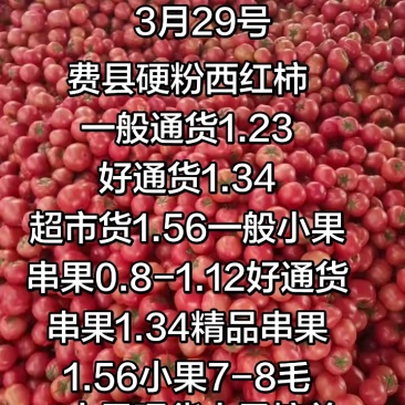 临沂f费县硬粉西红柿，产地一手，支持视频看货