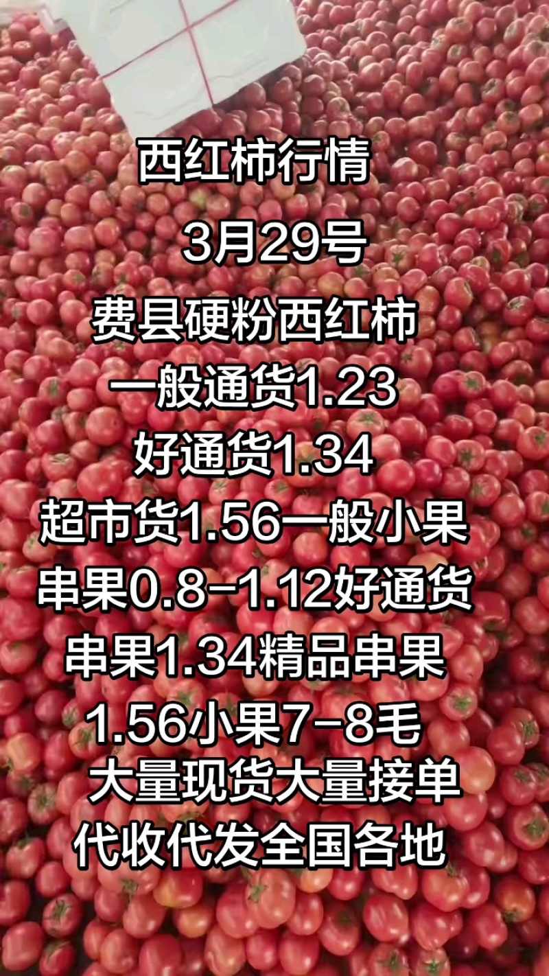 临沂f费县硬粉西红柿，产地一手，支持视频看货