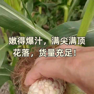嫩到爆汁，满尖满顶花落