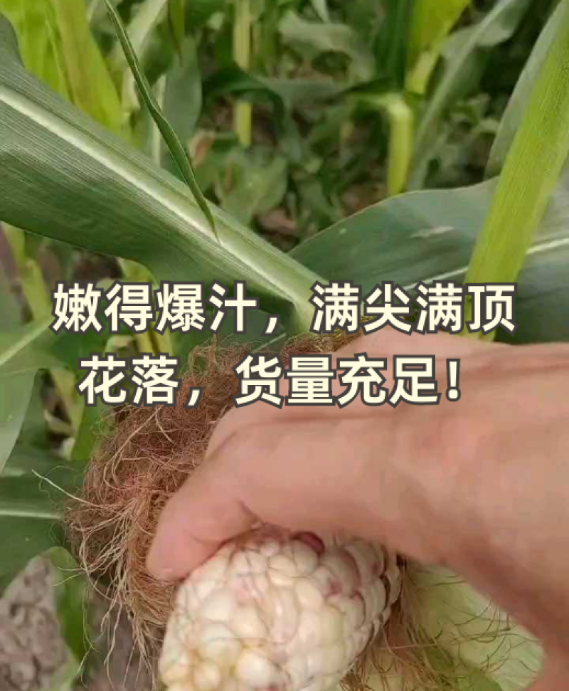 嫩到爆汁，满尖满顶花落