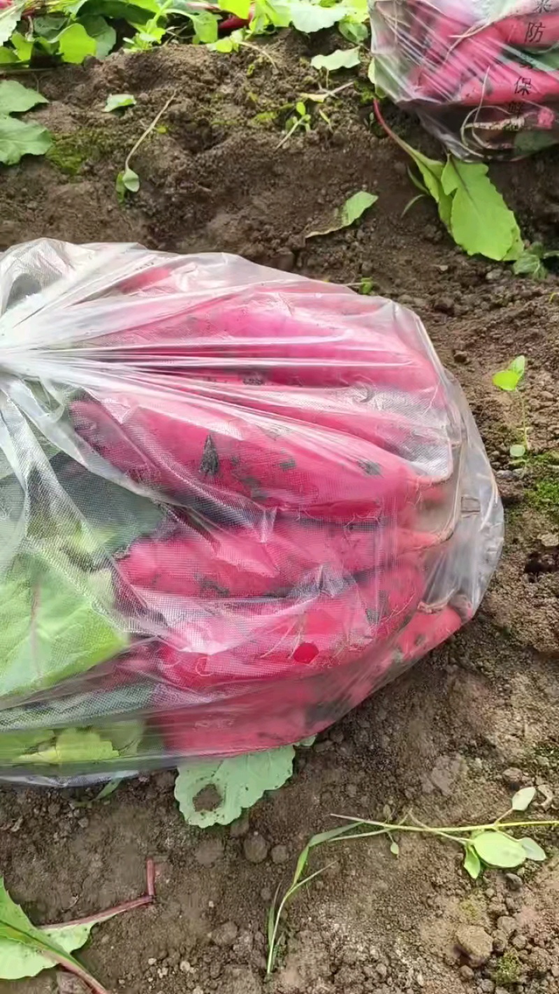 热萝卜头茬萝卜