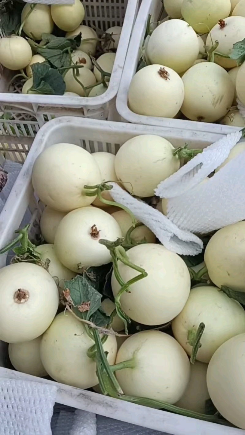 白甜瓜白沙蜜，大量上市，品质保证，对接全国客商