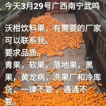 饮料果广西武鸣沃柑饮料果榨汁果有需要的果汁厂家可以联系我