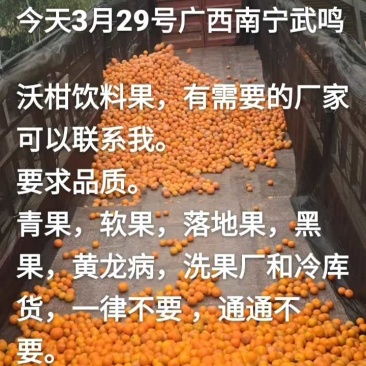 饮料果广西武鸣沃柑饮料果榨汁果有需要的果汁厂家可以联系我