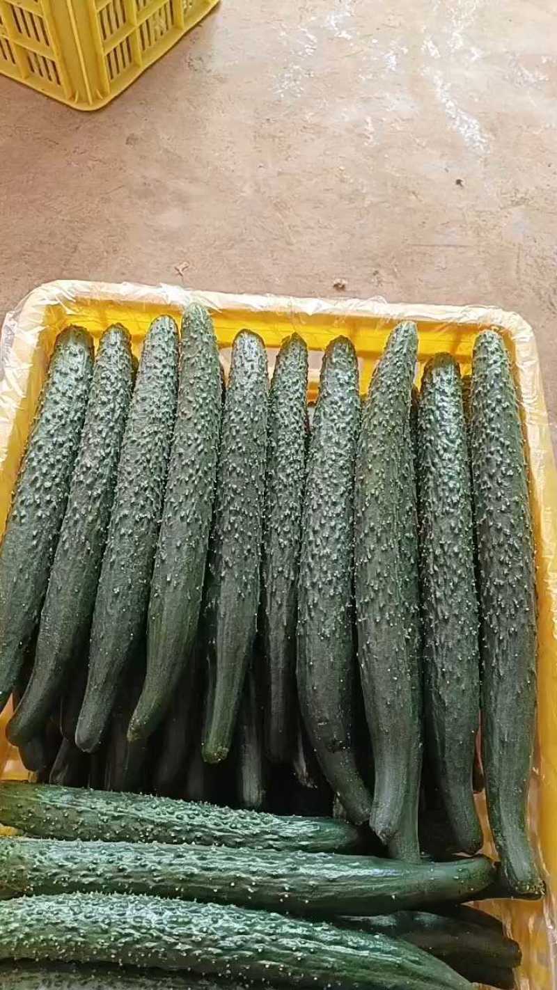 陕西大荔密刺黄瓜，通货上车1.2元！