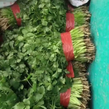 【产地直发】精品香菜现摘现发，品质保障，量大价低