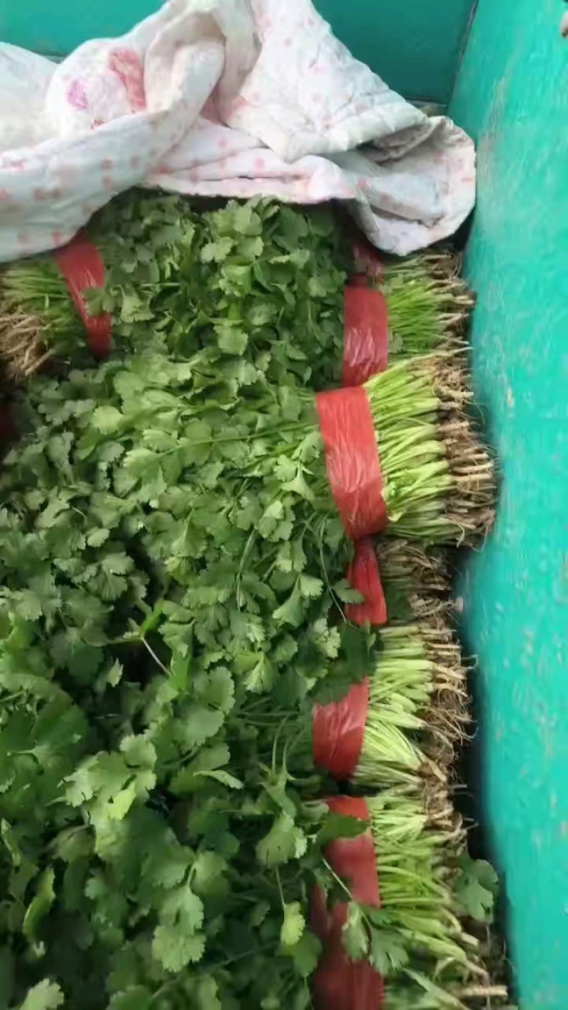 【产地直发】精品香菜现摘现发，品质保障，量大价低