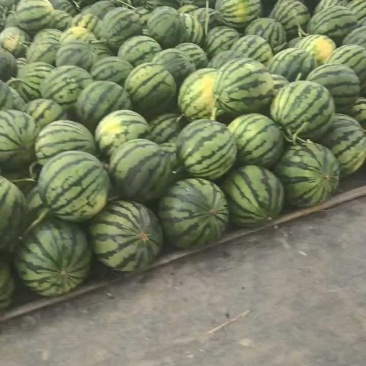 无籽有籽甜王西瓜，大量上市，支持按需做货按需包装价格合理