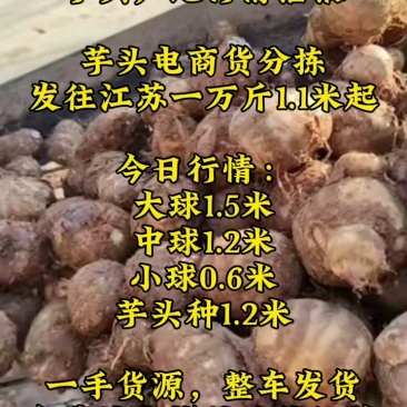 毛芋头产地供应一手货源对接市场电商
