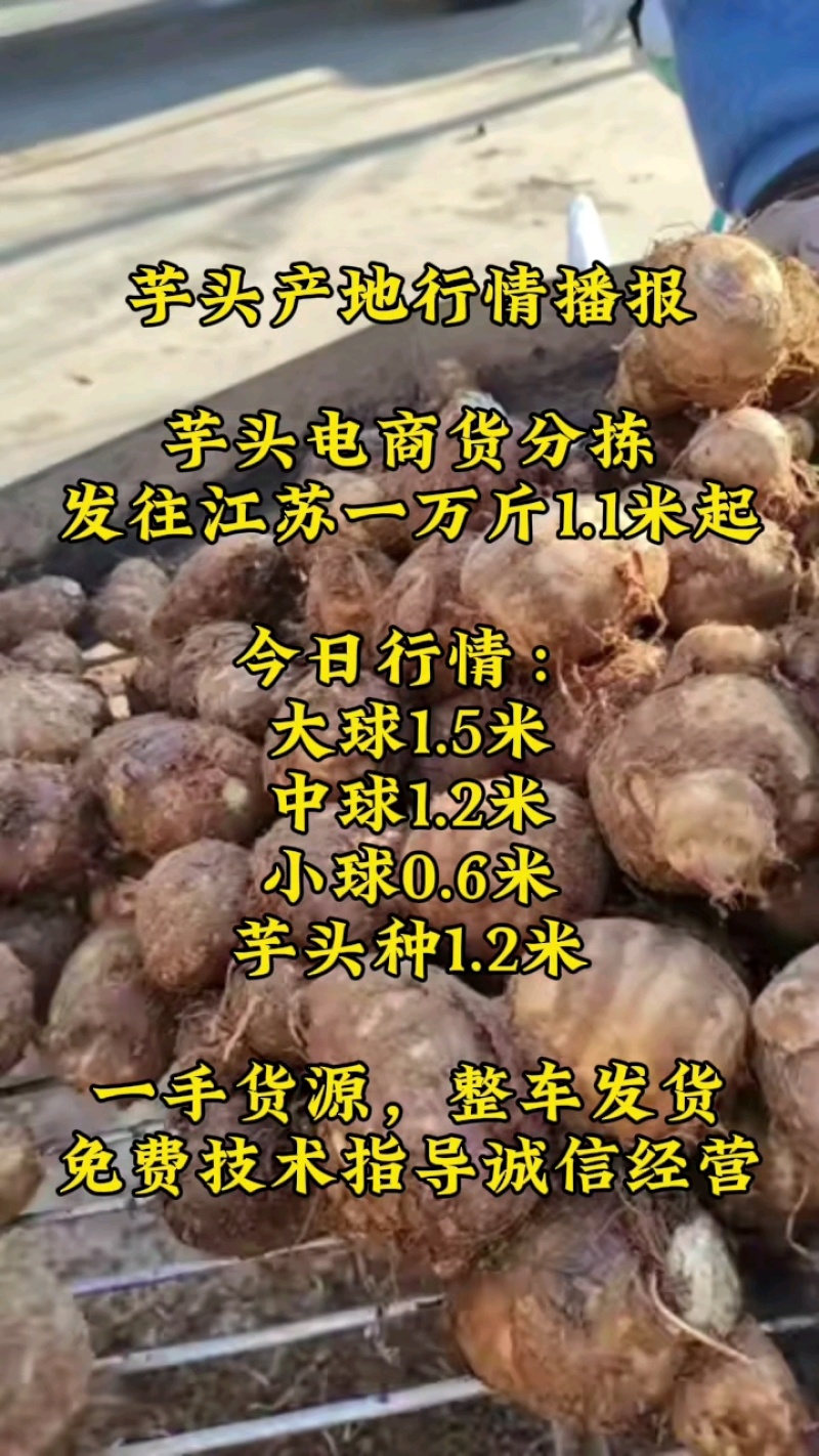 毛芋头产地供应一手货源对接市场电商