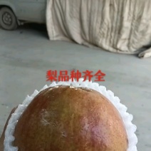 玉露香梨一毛一斤，产地直供品质好！