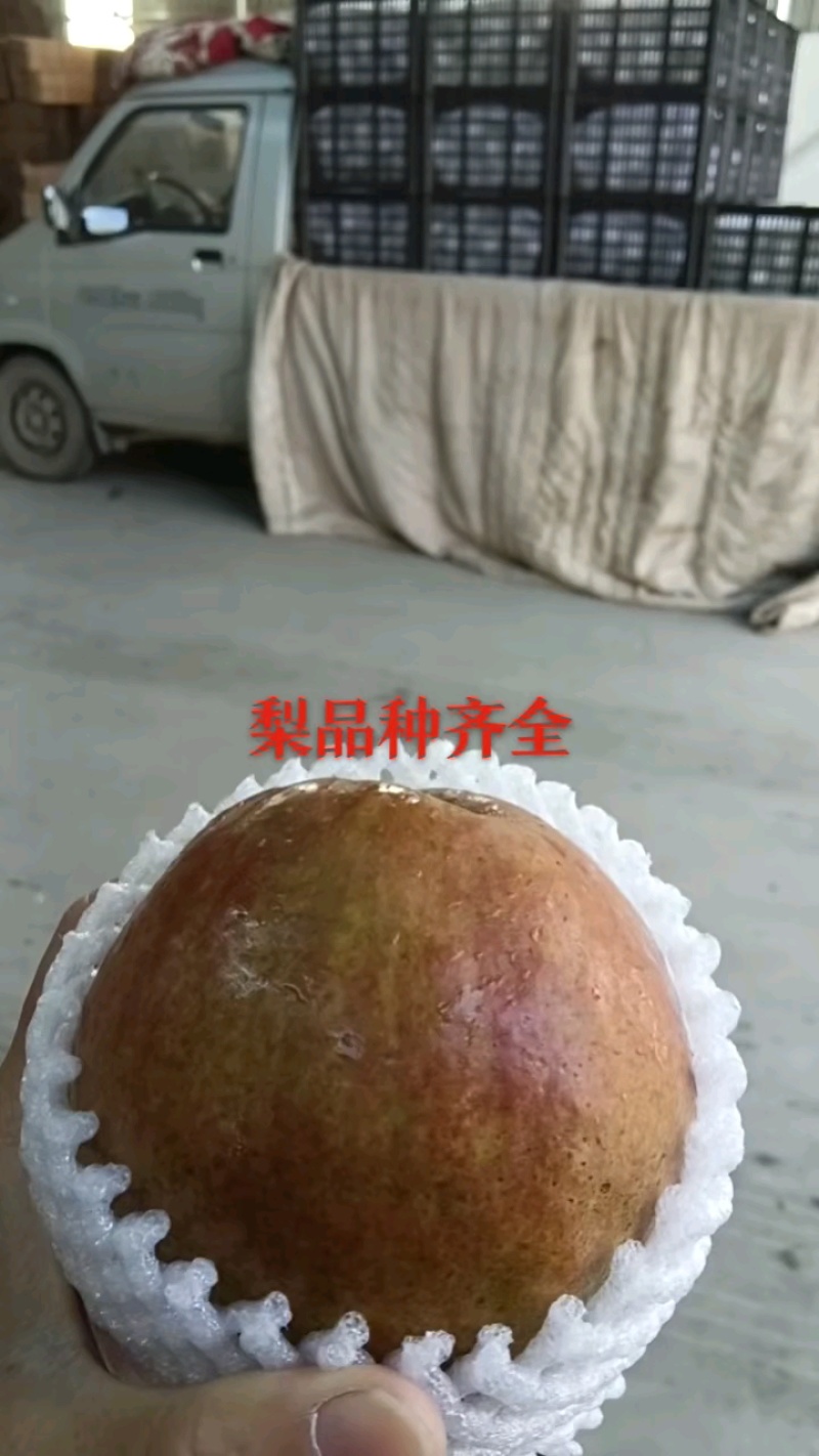 玉露香梨一毛一斤，产地直供品质好！