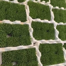 小盒豌豆苗800克装豌豆苗可视频看货欢迎来电采购洽