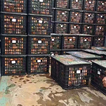 新鲜采摘橙子，现摘现发