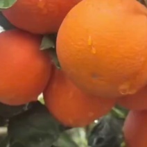 湖北秭归橙子中华红橙，伦晚橙子大量上市，果肉细腻多汁纯甜