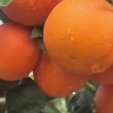 湖北秭归橙子中华红橙，伦晚橙子大量上市，果肉细腻多汁纯甜