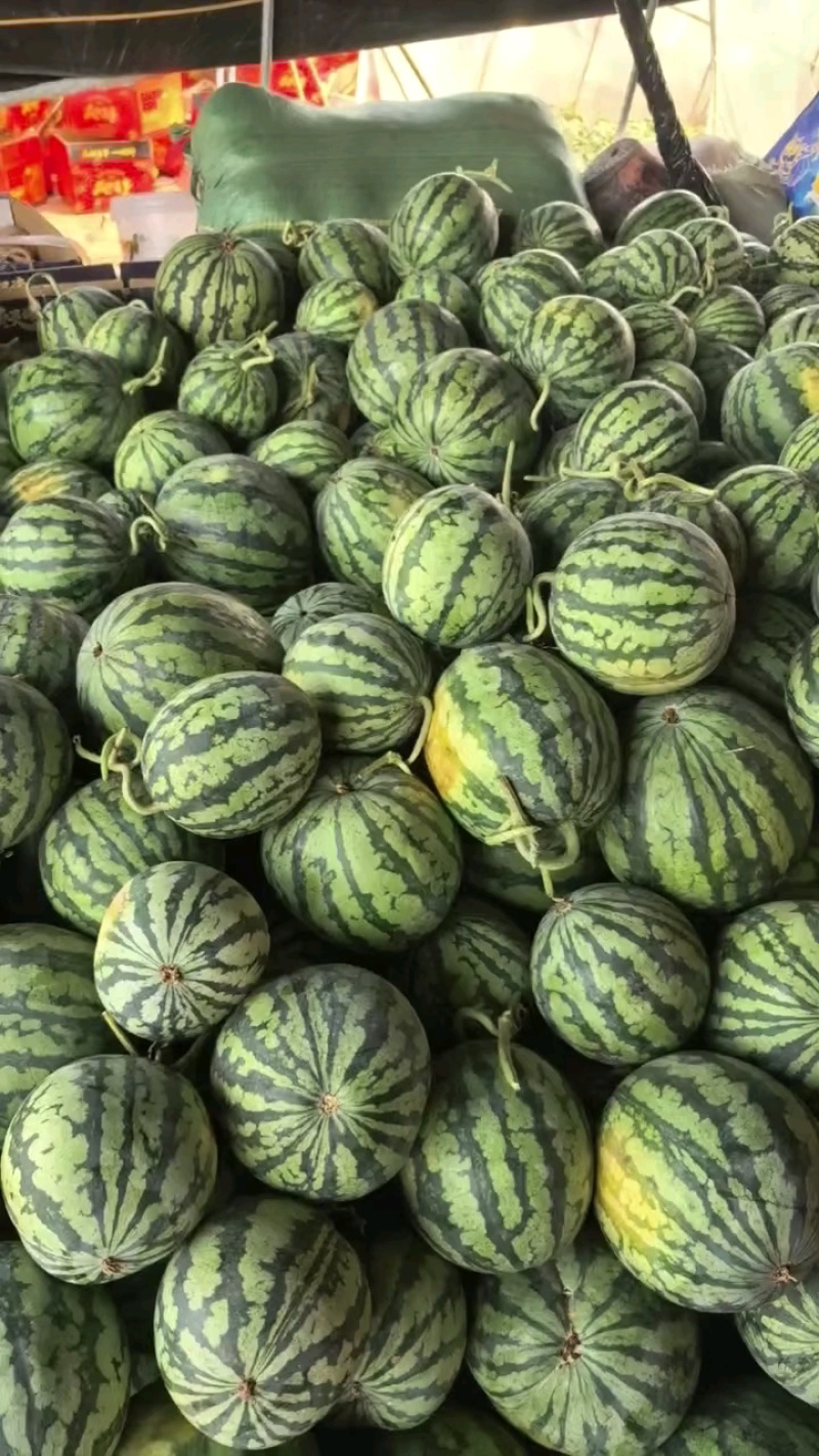 陕西美都西瓜，麒麟西，无籽西瓜，产地直供，品质保证！
