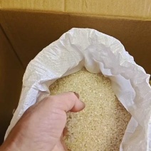 颗粒饱满5055，2.3元/斤，江苏南通产地直供