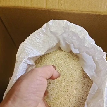 颗粒饱满5055，2.3元/斤，江苏南通产地直供