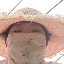 脱毒大田苗商薯19，龙薯九号，西瓜红等薯苗粗，技术指导