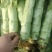 【热卖】精品莴笋，产地直发，欢迎进店，咨询选购。