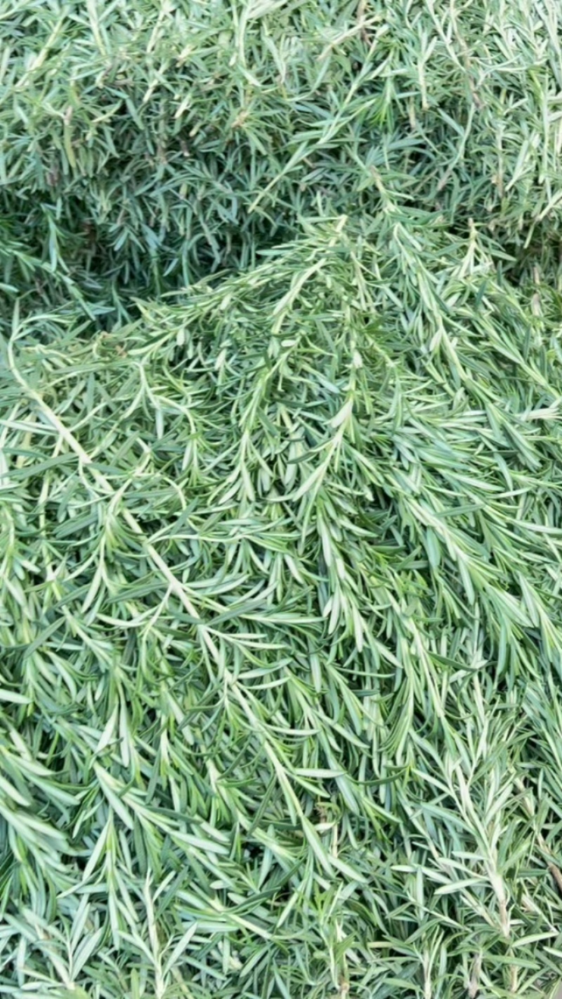 云南特菜野菜价格美丽色泽鲜艳，照片实拍